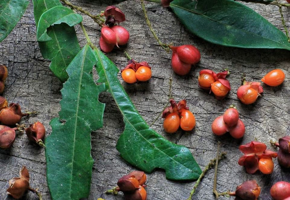 Tanggianggi, tengaranuk or angil manuk is a kind of sour berry that’s endemic to Sabah. Its smell resembles a mix of passionfruit and vanilla. Photo: Ropuhan di Tanak Wagu