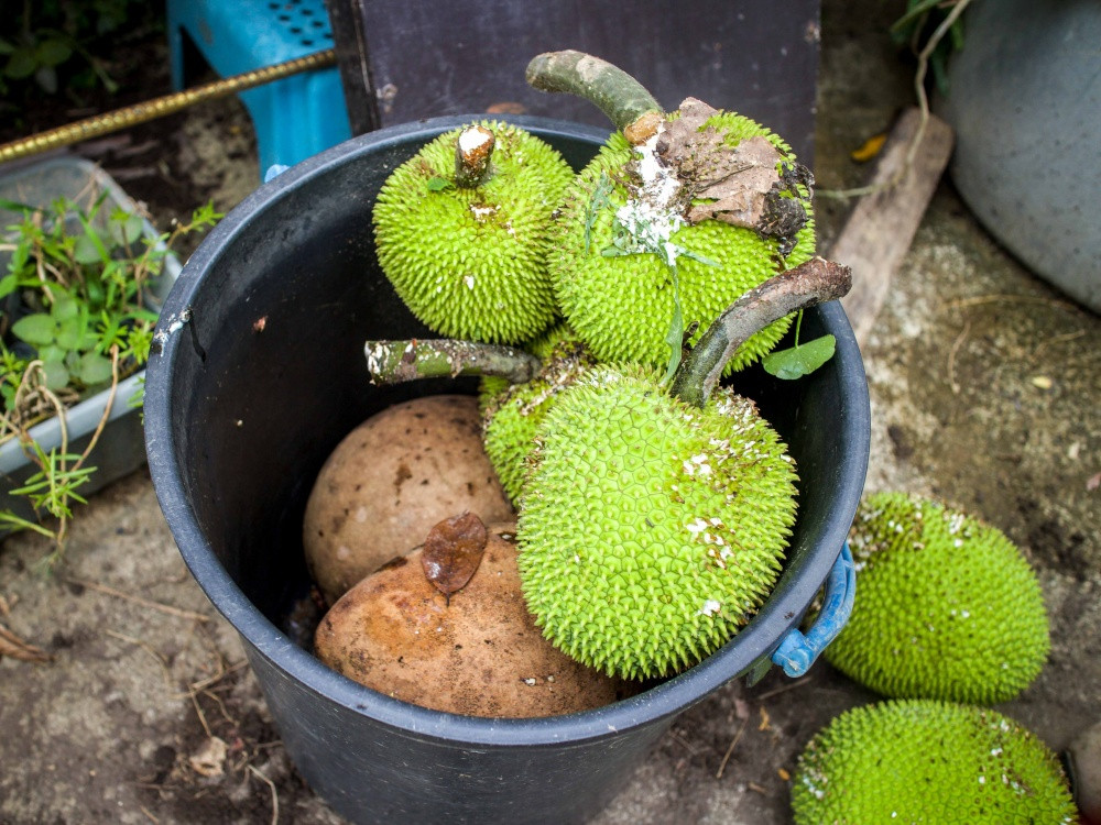 Pn Norhanida’s fresh fruit harvest. Bambangan (bottom) and kamansi or sukun or breadfruit (top). She mentions that kamansi braised in coconut milk is a delicious way of having the fruit.